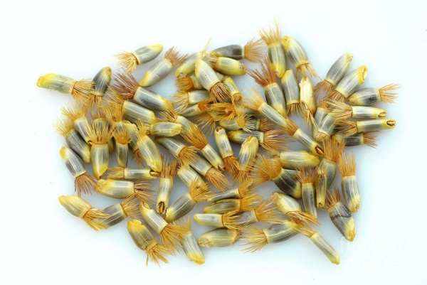 Flower Seeds - Non GMO -Variety Packs -Fresh -USA Grown Seeds - Image 9
