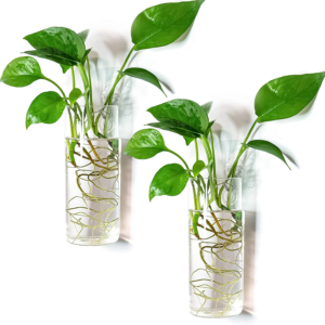 Glass Planter Terrarium Plant Propagation Station Wall Hanging for Home Office Decor, Medium Cylinder, 2 Pack
