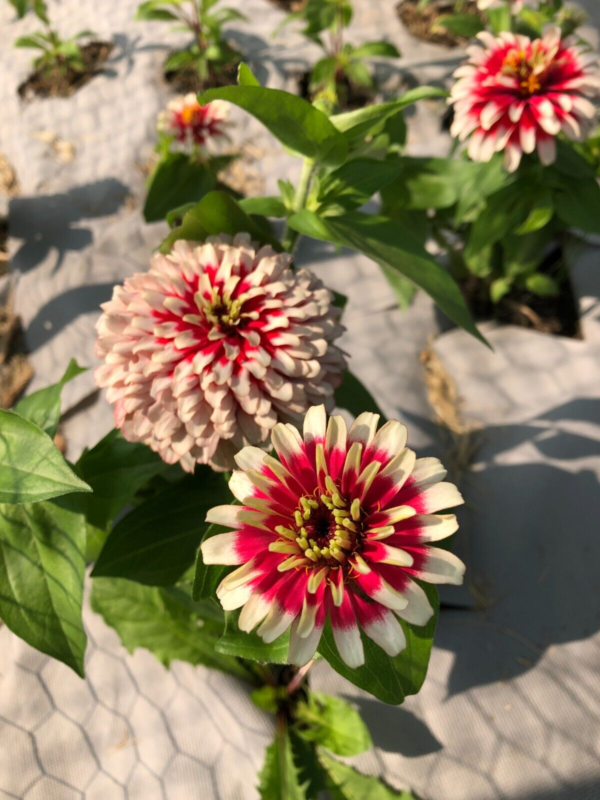 Flower Seeds - Non GMO -Variety Packs -Fresh -USA Grown Seeds - Image 113