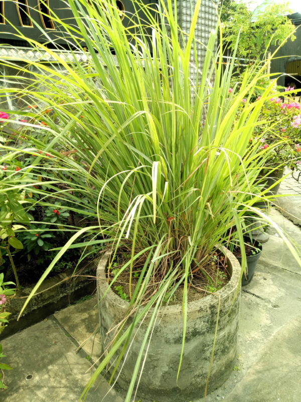 100 Seeds LEMONGRASS East Indian Lemon Grass Fragrant Edible Cymbopogon Seeds - Image 4