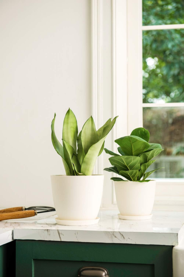 6.5" Plastic Planters with Saucers, Indoor Set of 5 Flower Plant Pots with Drainage for All House Plants, Herbs, Foliage Plant, and Seeding Nursery, Cream White - Image 3