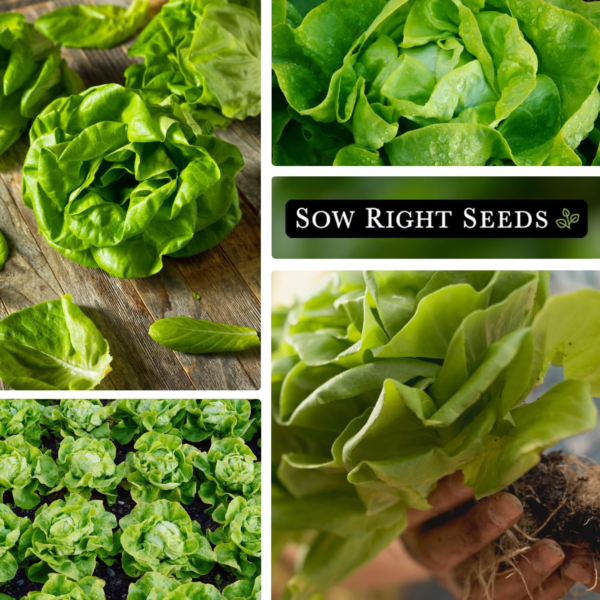- Buttercrunch Lettuce Seeds for Planting - Non-Gmo Heirloom Packet with Instructions to Plant a Home Vegetable Garden - Outdoors or Hydroponics Indoors - Heat Tolerant Variety (1) - Image 4