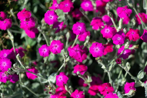 200 Organic Rose Campion Flower Seeds, Magenta Silver Catchfly - Image 3