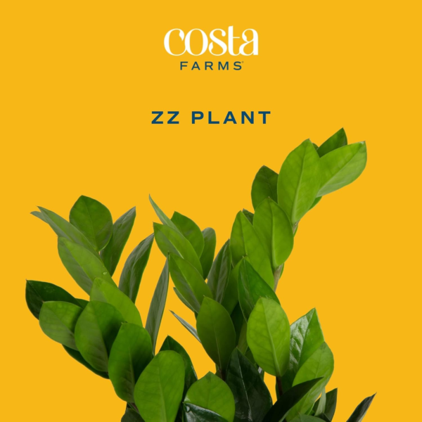 ZZ Plant, Live Indoor Houseplant in Modern Decor Planter, Natural Air Purifier in Potting Soil, Gift for Plant Lovers, Birthday Gift, Tabletop Living Room Decor, Desk Decor, 12-Inches Tall - Image 2