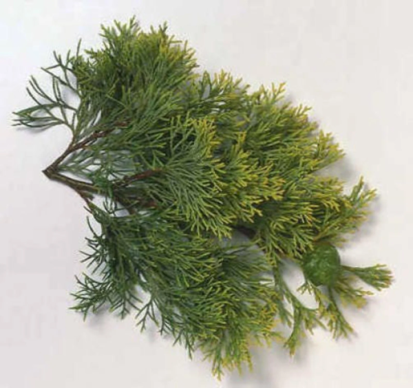20 MEDITERRANEAN CYPRESS TREE Green Spire / Pencil Pine / Indian Cedar Cupressus Sempervirens Stricta Seeds - Image 6