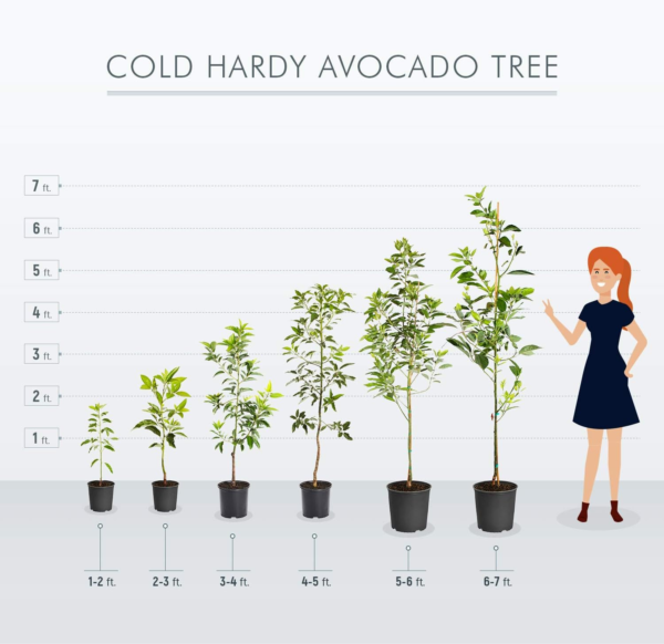- Cold Hardy Avocado Tree, 2-3 Ft. - No Shipping to AZ and OR - Image 5