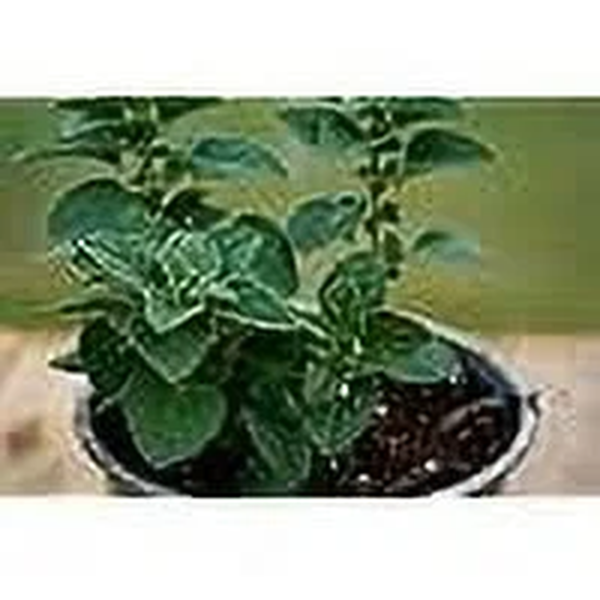 Greek Oregano Herb Seeds, 2500 Heirloom Seeds per Packet, Non GMO Seeds - Image 4