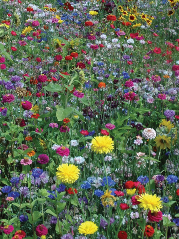 Hummingbird & Butterfly Mix Wildflower Seeds – Non-Gmo, Attracts Pollinators, Annual & Perennial Flowers - Image 5