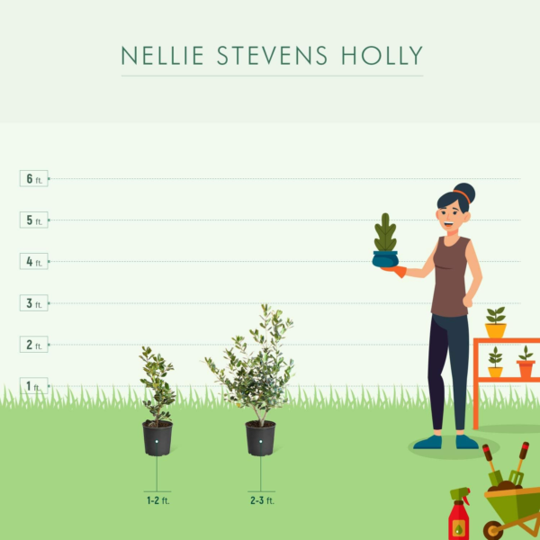Nellie Stevens Holly Trees- Dense Evergreen Privacy Trees with Advanced Root Systems, Not Seeds or Saplings- Large, Tall Holly Trees - 2-3 Ft. - Cannot Ship to AZ - Image 7