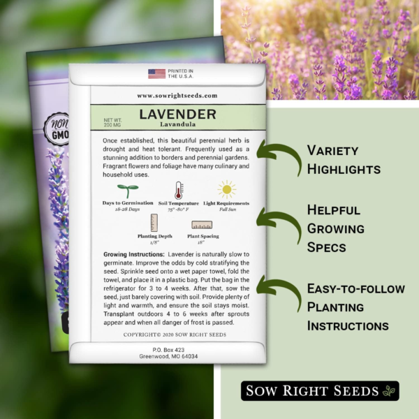 - English Lavender Seeds for Planting - Non-Gmo Heirloom Packet with Instructions to Grow Beautiful Indoor or Outdoor Herb Garden - Attract Pollinators - Perennial Purple Blooms (1) - Image 2