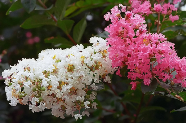 50 Crepe Myrtle/ Crape Myrtle Flower Seed - Image 2