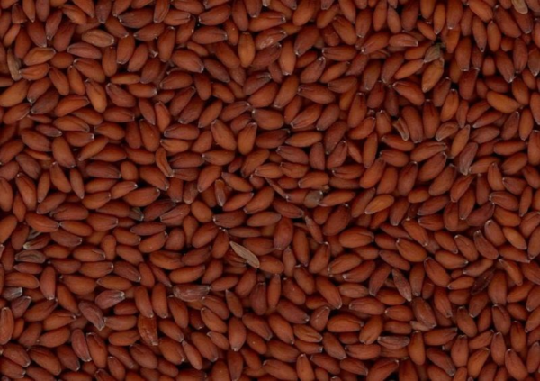 Flower Seeds - Non GMO -Variety Packs -Fresh -USA Grown Seeds - Image 48
