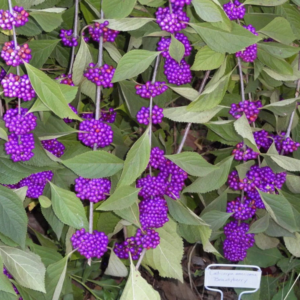 Seedville 40 Callicarpa Americana 'American Beautyberry' Plant Seeds