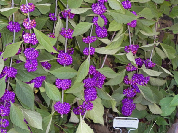 Seedville 40 Callicarpa Americana 'American Beautyberry' Plant Seeds