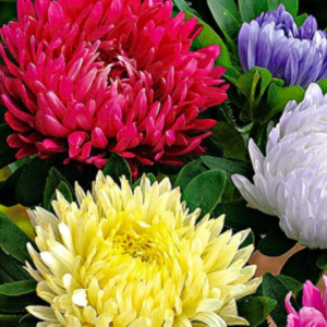 Powderpuff Mix Aster Seeds | NON-GMO | Heirloom | Fresh Flower Seeds