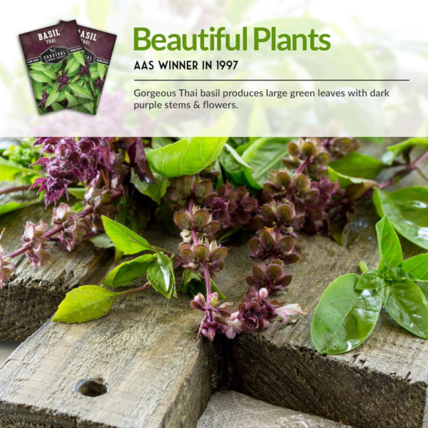 - Thai Basil Seed for Planting - Packet with Instructions to Plant and Grow Asian Basil Indoors or Outdoors in Your Home Vegetable Garden - Non-Gmo Heirloom Variety - 5 Pack - Image 6