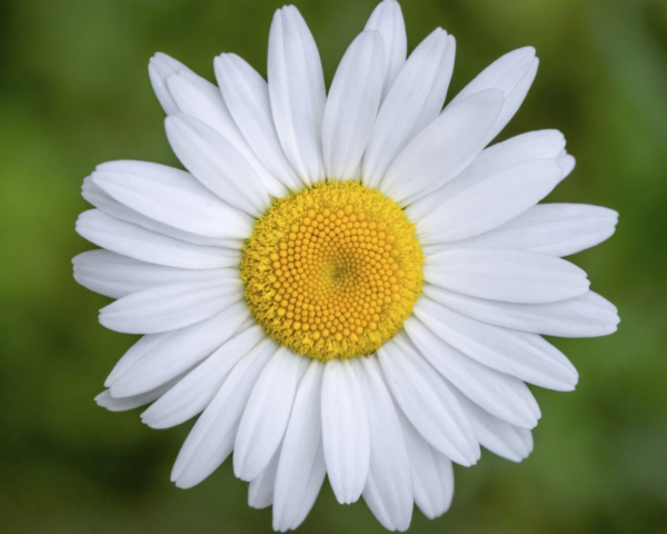 Flower Seeds - Non GMO -Variety Packs -Fresh -USA Grown Seeds - Image 111
