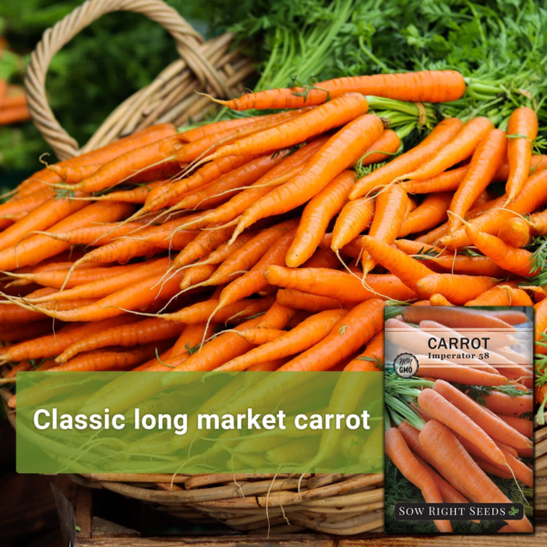 - Imperator 58 Carrot Seed for Planting - Non-Gmo Heirloom Packet with Instructions to Plant a Home Vegetable Garden - Indoors or Outdoors - Long Variety, Super Sweet (1) - Image 3