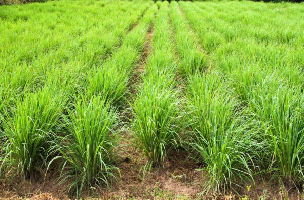 100 Seeds LEMONGRASS East Indian Lemon Grass Fragrant Edible Cymbopogon Seeds - Image 8