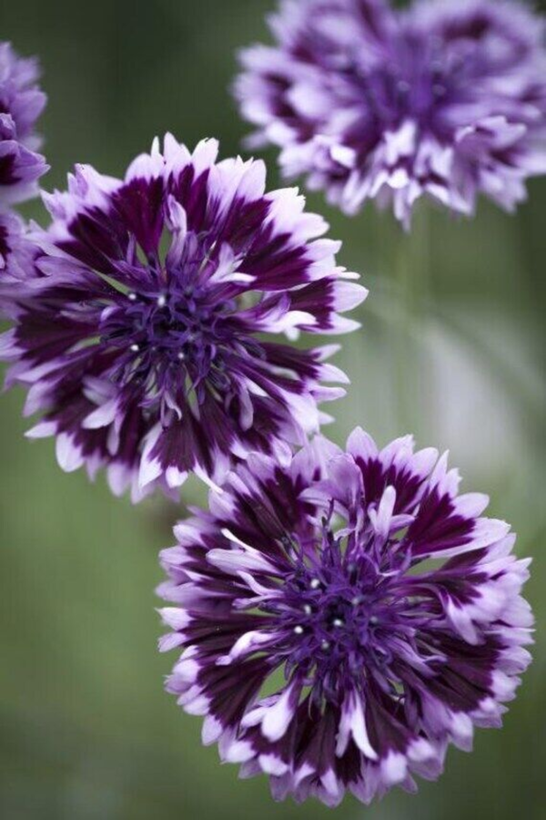 Flower Seeds - Non GMO -Variety Packs -Fresh -USA Grown Seeds - Image 116