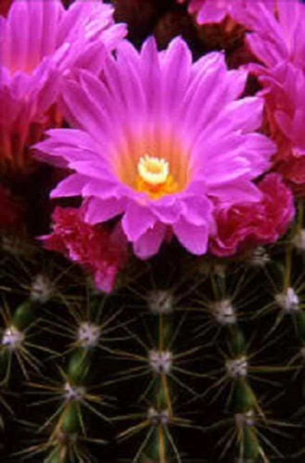 Seedville 50 Cactus Finest Mixed Succulent Flower Plant Seeds - Image 3