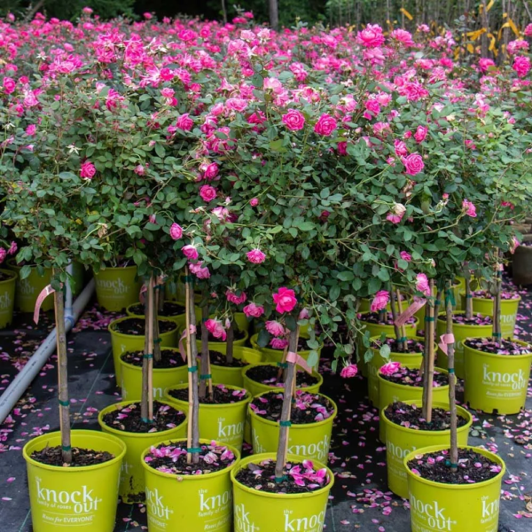 - Pink Knock Out Rose Tree, 2-3 Ft. - No Shipping to AZ - Image 5