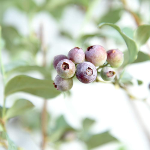 Tifblue Blueberry Live Plant, 1 Gallon, Green - Image 3