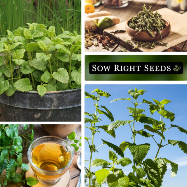 - Lemon Balm Seeds for Planting - Non-Gmo Heirloom Packet with Instructions - Easy to Grow Herb Garden - Aromatic Herb and Great for Herbal Teas - Perennial Mint Relative (1) - Image 4