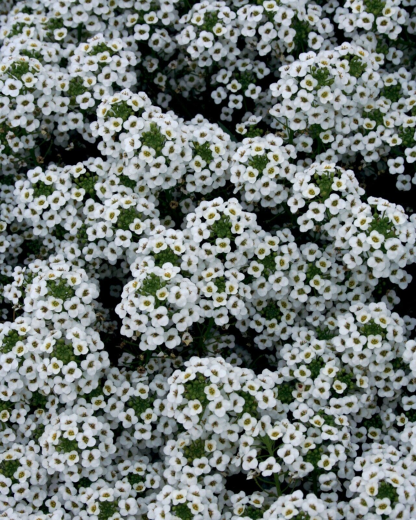 Flower Seeds - Non GMO -Variety Packs -Fresh -USA Grown Seeds - Image 31