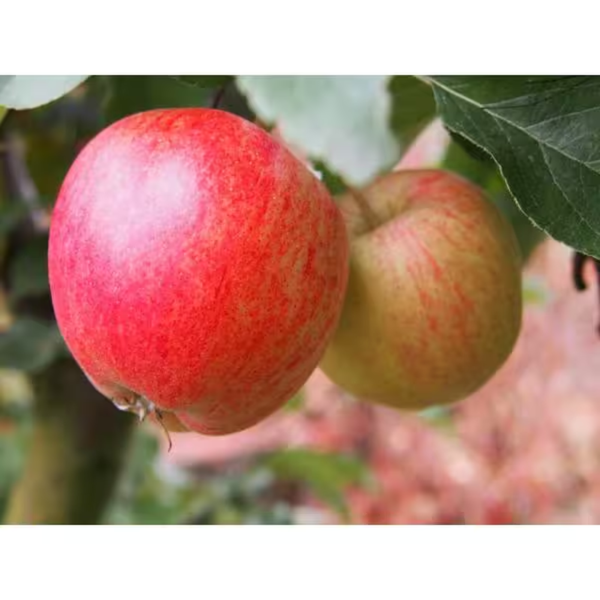 Dwarf Honeycrisp Apple Tree Bare Root - Image 3