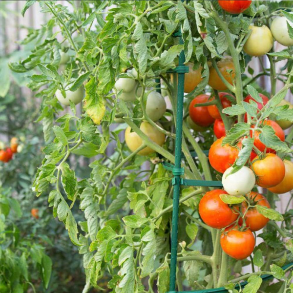 4Ft Garden Stakes Metal Plastic Coated Plant Cage Supports Tomato Stakes Trellis Climbing for Tomatoes,Trees,Cucumber,Fences,Beans,25 Pack - Image 6