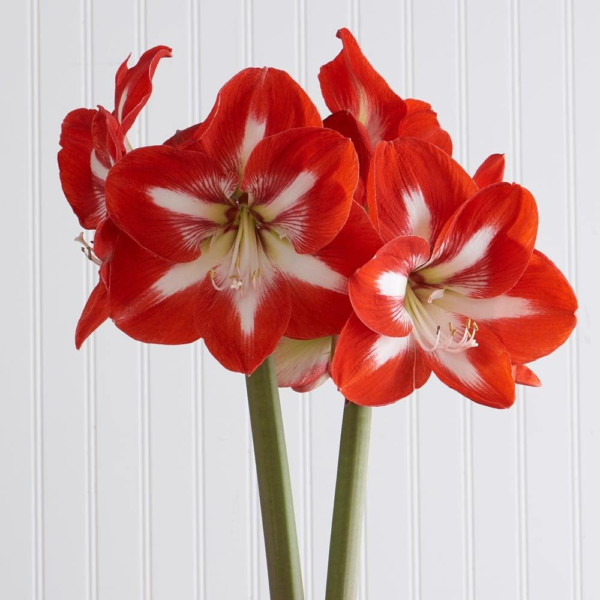 Large Dutch Bicolor Amaryllis Bulb Potted in Brown Woven Basket (H101) - Image 3