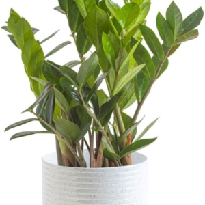 ZZ Plant, Live Indoor Houseplant in Modern Decor Planter, Natural Air Purifier in Potting Soil, Gift for Plant Lovers, Birthday Gift, Tabletop Living Room Decor, Desk Decor, 12-Inches Tall