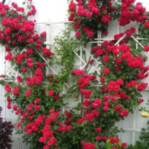 5 Red Climbing Rose Flower Seeds, Fragrant Butterfly Attracting Blooms