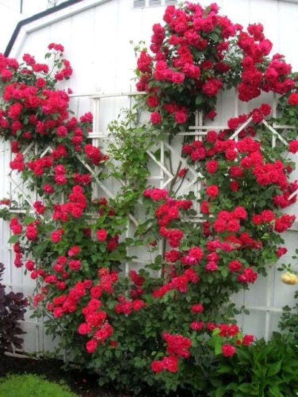 5 Red Climbing Rose Flower Seeds, Fragrant Butterfly Attracting Blooms