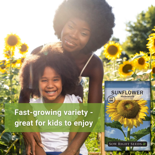 - Mammoth Sunflower Seeds to Plant - Grow Giant Sunflowers in Your Garden - Non-Gmo Heirloom Seeds for Planting an Outdoor Garden - Bright Yellow Blooms - Attract Bees and Birds (3) - Image 3
