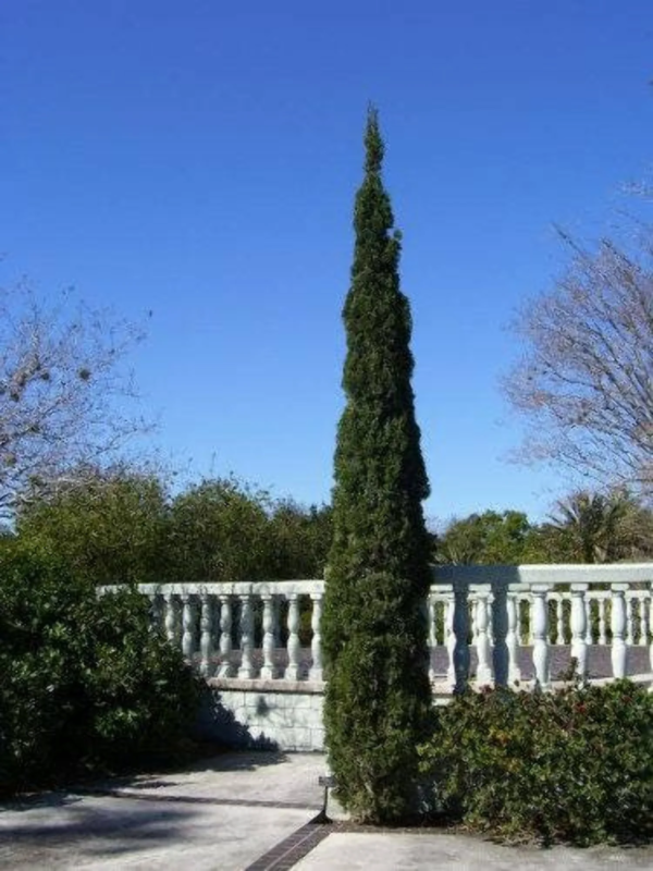 20 MEDITERRANEAN CYPRESS TREE Green Spire / Pencil Pine / Indian Cedar Cupressus Sempervirens Stricta Seeds - Image 3