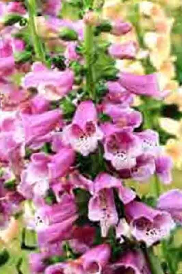 3000+ FOXGLOVE MIX SEEDS SPRING PERENNIAL FLOWERS EXCELSIOR HUMMINGBIRDS USA - Image 5