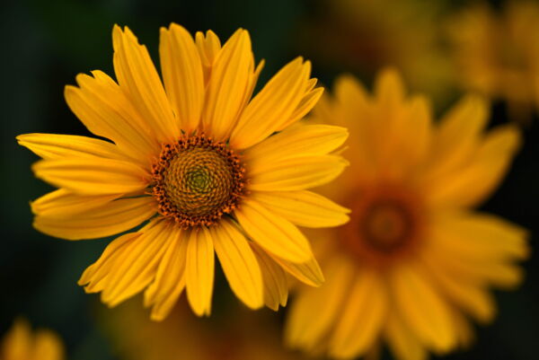 100 Swamp Sunflower Plant Seeds, Attracts Bees and Butterflies - Image 7