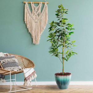 - Cold Hardy Avocado Tree, 2-3 Ft. - No Shipping to AZ and OR