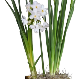 Paperwhite Flower Bulbs (4) Planted in a Gold Square Gift, Fragrant Flower Bulbs for Indoor Forcing Holiday Blooms
