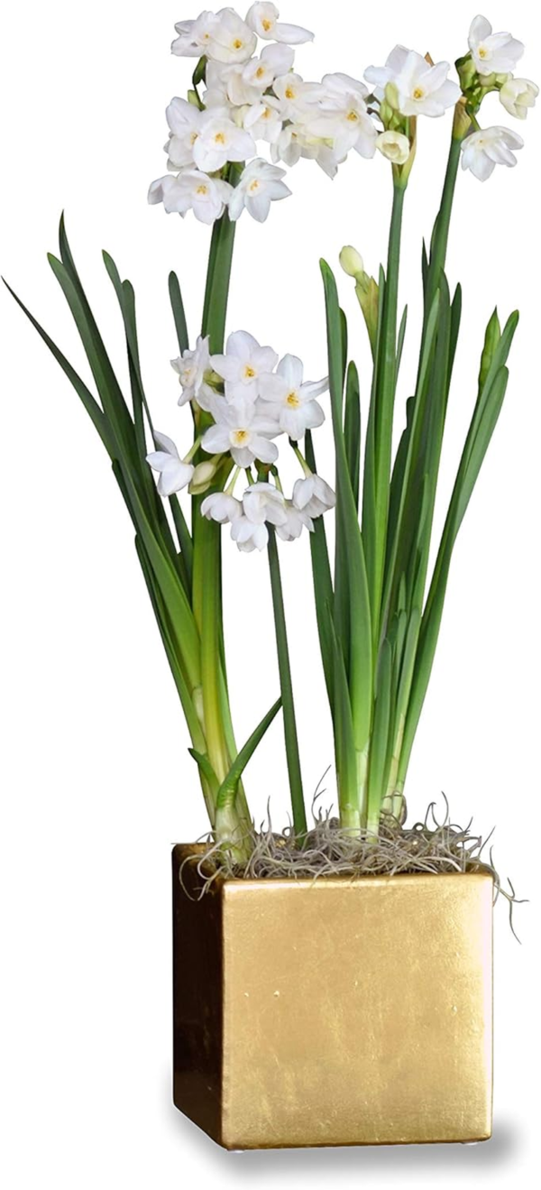 Paperwhite Flower Bulbs (4) Planted in a Gold Square Gift, Fragrant Flower Bulbs for Indoor Forcing Holiday Blooms