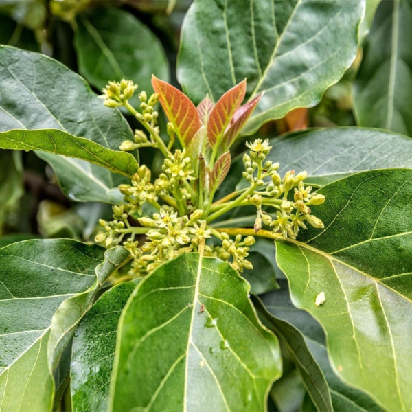 - Cold Hardy Avocado Tree, 2-3 Ft. - No Shipping to AZ and OR - Image 4