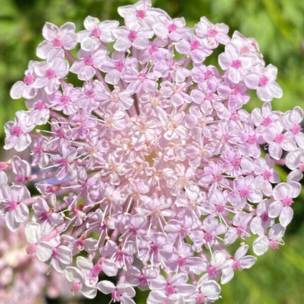 Flower Seeds - Non GMO -Variety Packs -Fresh -USA Grown Seeds - Image 64