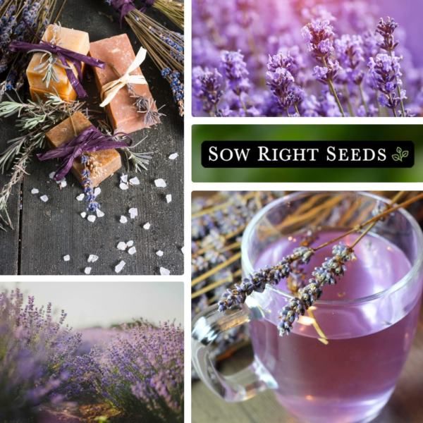 - English Lavender Seeds for Planting - Non-Gmo Heirloom Packet with Instructions to Grow Beautiful Indoor or Outdoor Herb Garden - Attract Pollinators - Perennial Purple Blooms (1) - Image 4