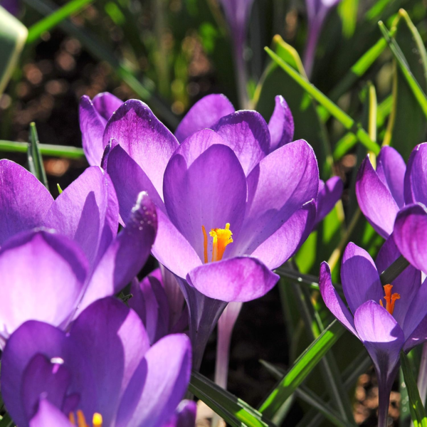 Crocus 'Flower Record' Plant Bulbs (20 Pack) - Large Violet Purple Flowering Blooms in Early Spring Gardens - Image 2