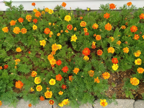 Mixed Marigold Flower Seeds, Yellow, Orange & Red, 500 Seeds, Fresh, 2024 - Image 10