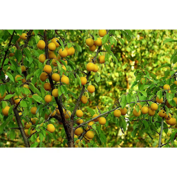 Dwarf Shiro Plum Tree Bare Root - Image 3