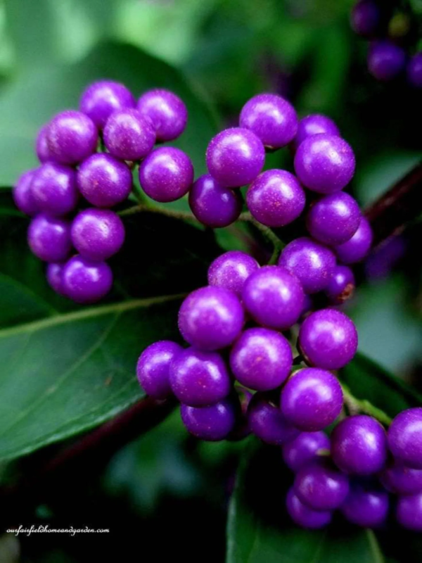 Seedville 40 Callicarpa Americana 'American Beautyberry' Plant Seeds - Image 2