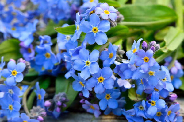 500 Blue FORGET ME NOT Myosotis Sylvatica Shade or Sun Perennial Flower Seeds - Image 7
